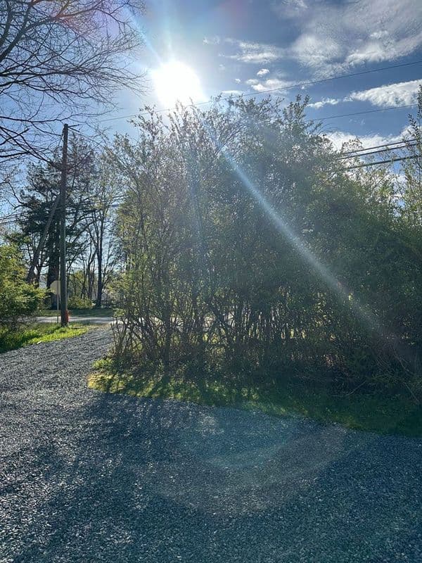 Sunlight shines over a gravel path lined with lush greenery and trees.