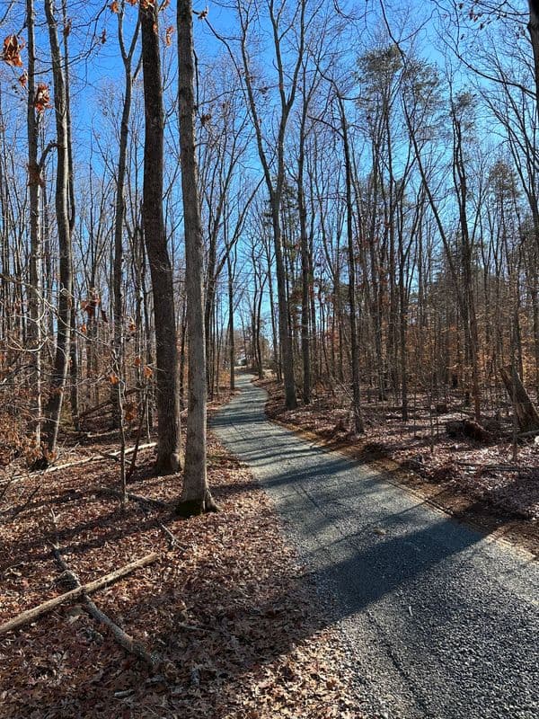 Gravel path winding through a leafless forest under a clear blue sky.