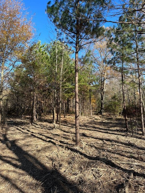 Lush forest with tall pine trees under a clear blue sky in a sunny landscape.