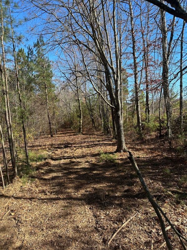 Forest pathway with bare trees and fallen leaves under a clear blue sky.