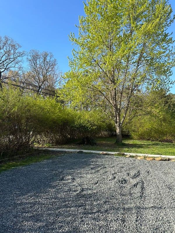 Gravel area with vibrant green trees under a clear blue sky in a serene outdoor setting.