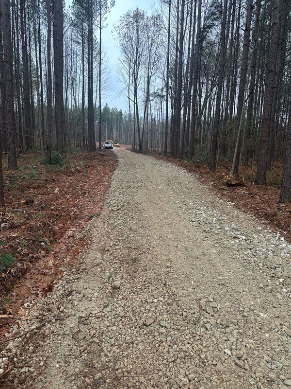 Gravel forest road lined with tall pine trees and sparse undergrowth on a cloudy day.