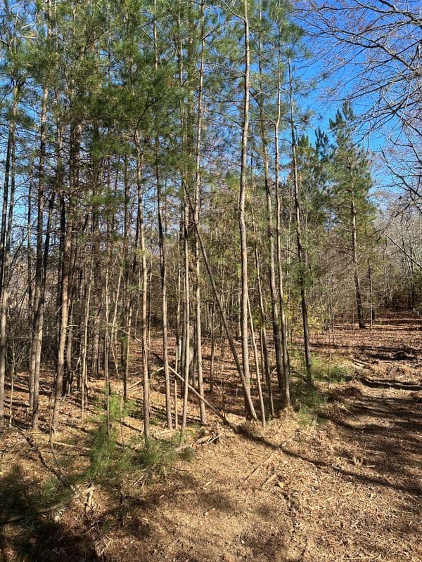 Tall pine trees in a sunlit forest with clear blue sky and earthy ground.