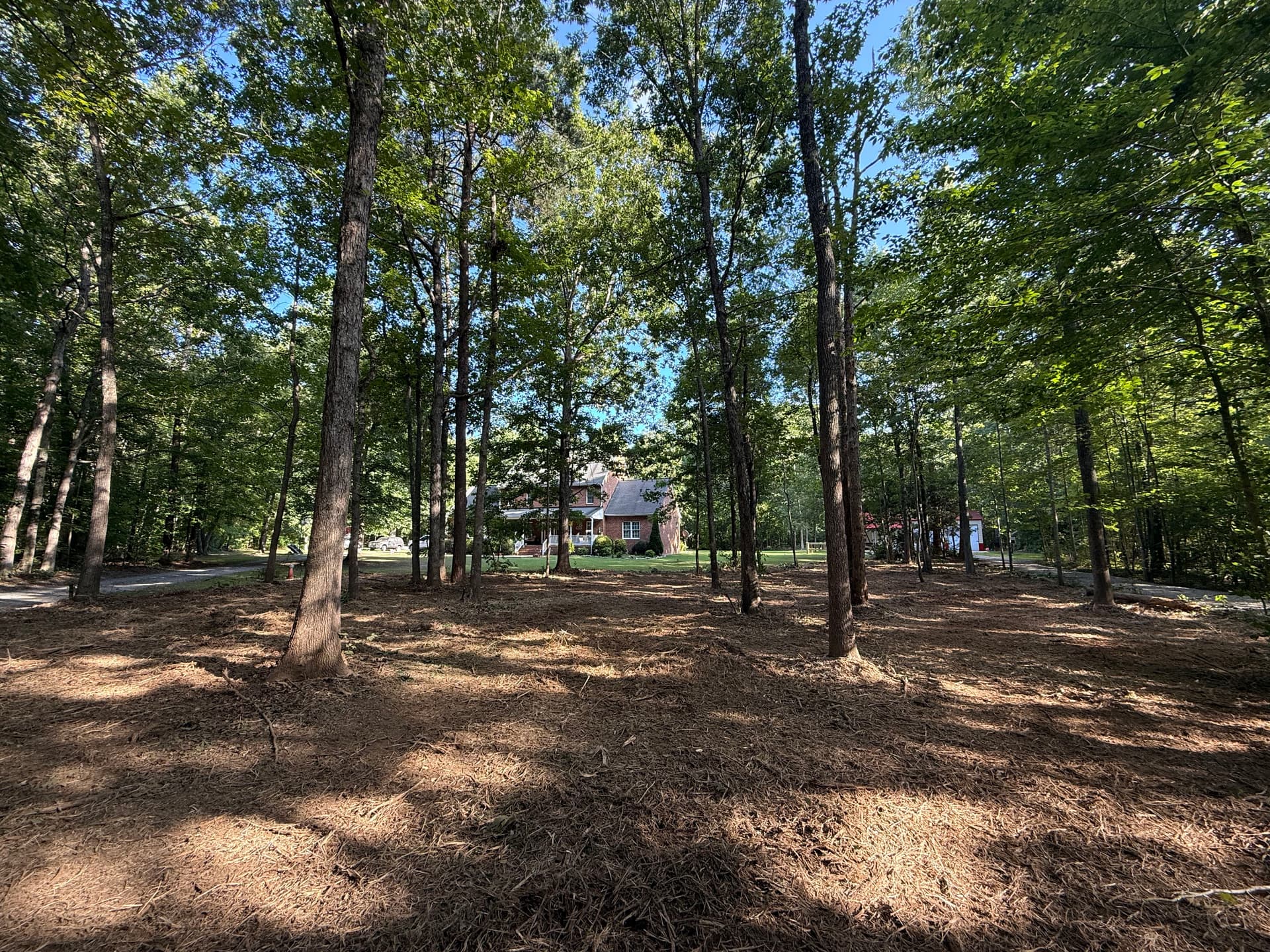 Gallery photos for Forestry Mulching That Opens Up Overgrown Land Without the Mess: Image #1