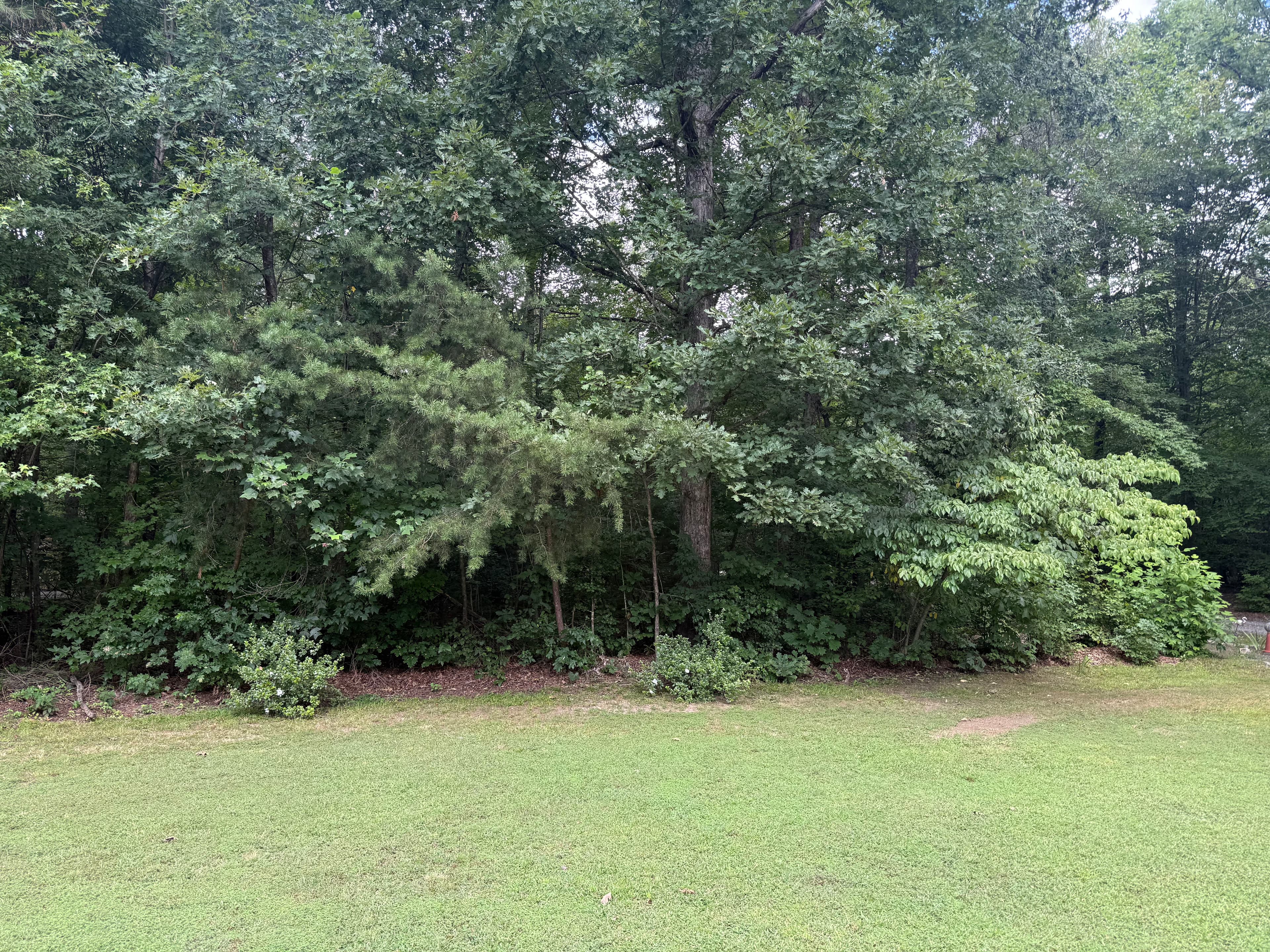 Project Forestry Mulching That Opens Up Overgrown Land Without the Mess image