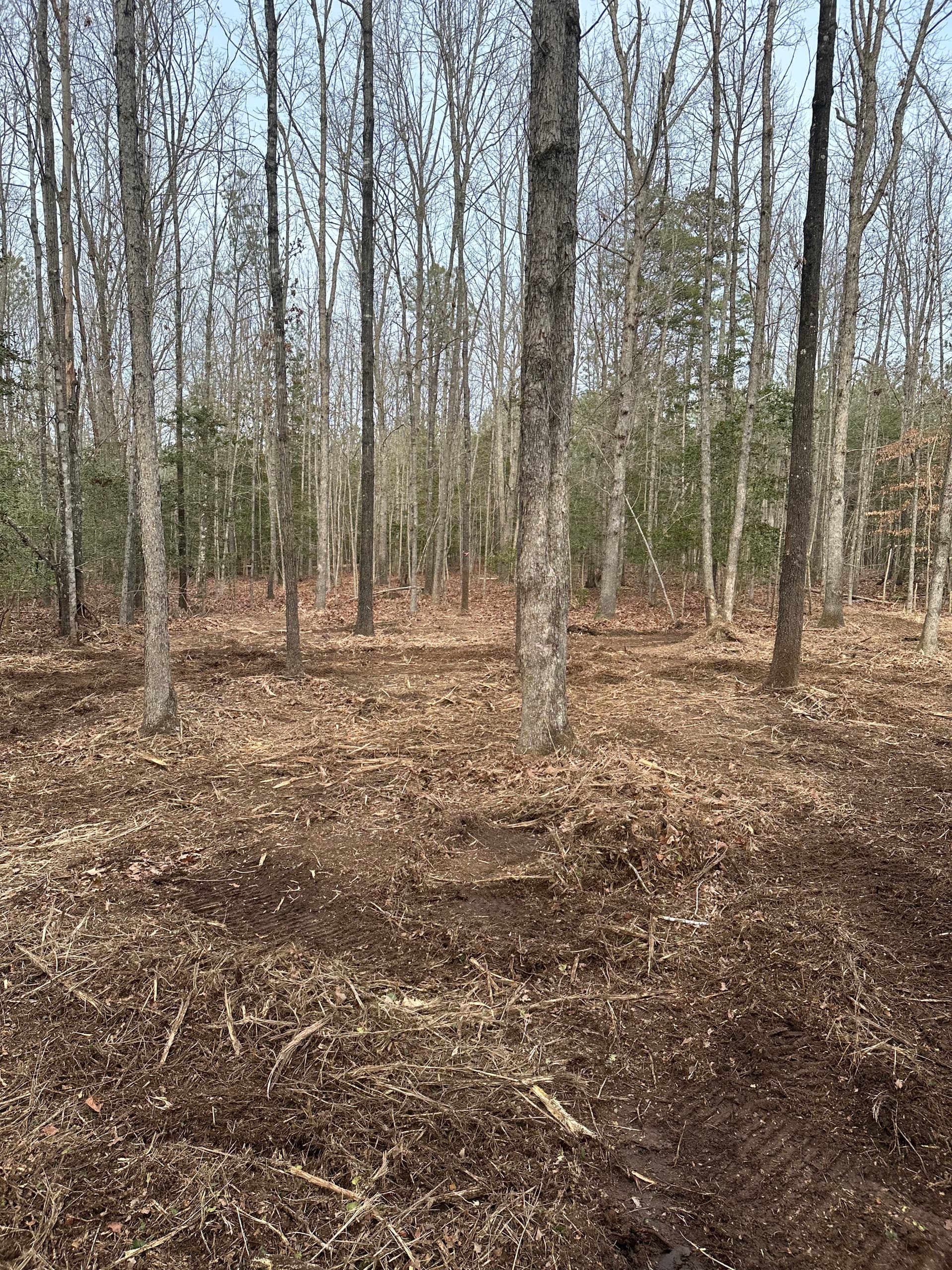 Gallery photos for Forestry Mulching That Opens Up Overgrown Wooded Land: Image #1
