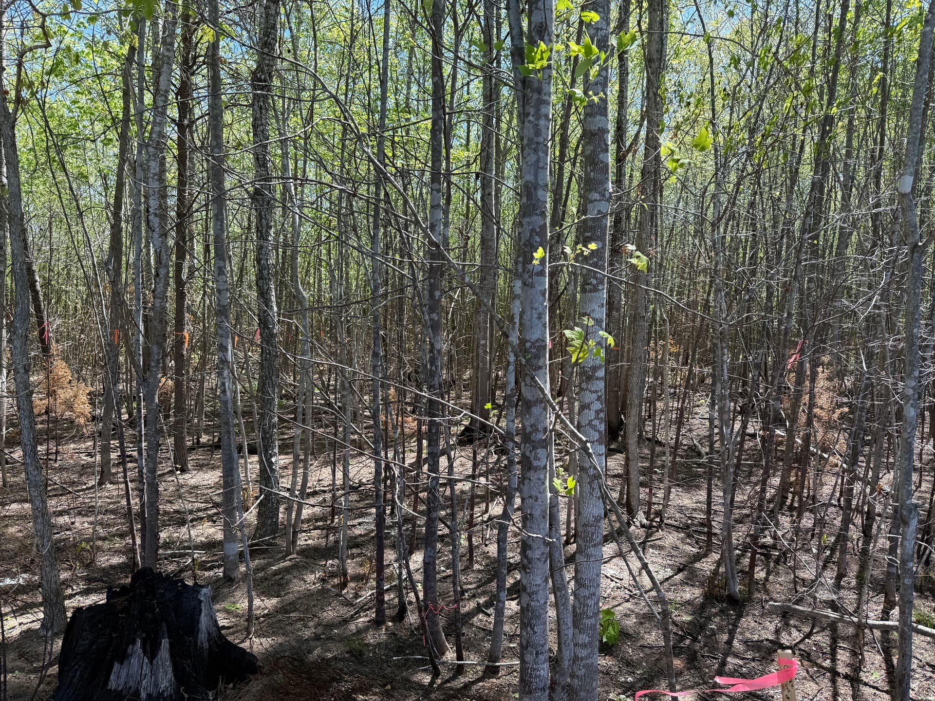 Gallery photos for Wooded Land Cleared and Gravel Driveway Built for New Home Site: Image #1