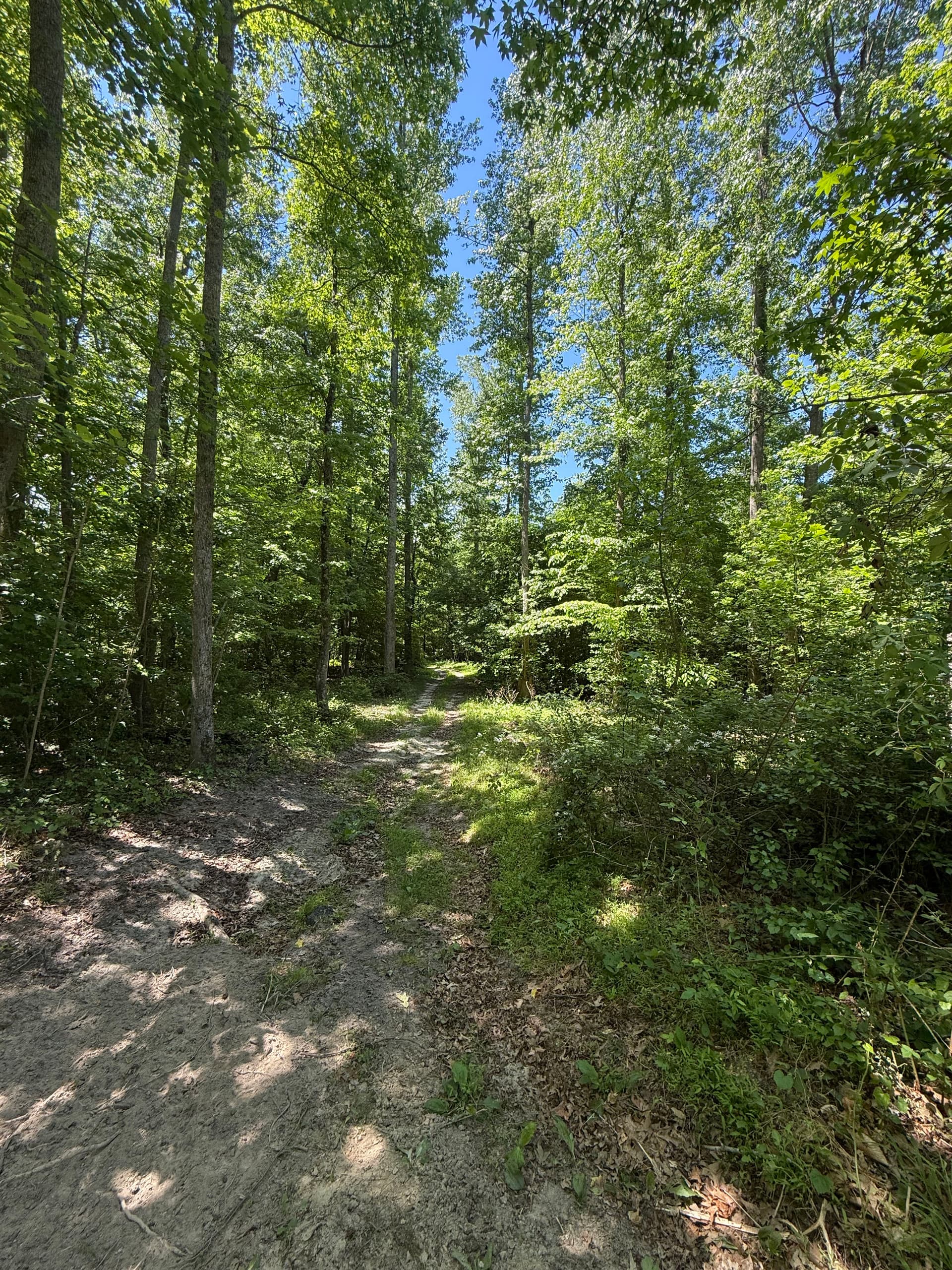 Gallery photos for Overgrown Path Gets a Proper Gravel Driveway Upgrade: Image #2