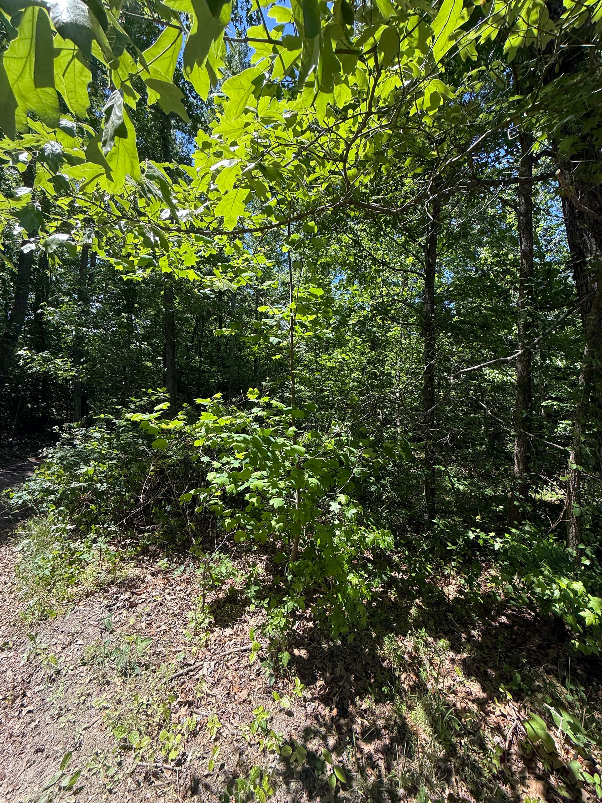 Overgrown Path Gets a Proper Gravel Driveway Upgrade image